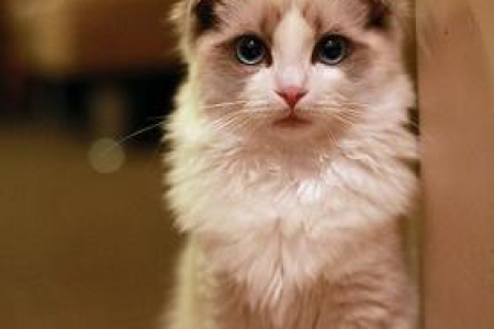 为什么我的猫肋骨鼓起来了？可能是哪些问题？