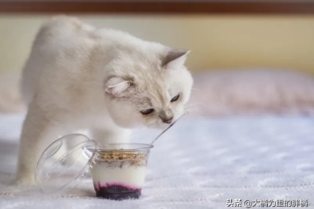 猫咪能不能喝安慕希？兽医建议及安全喂食指南