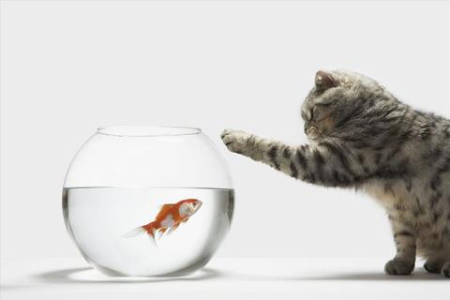 猫咪吃自制猫饭好不好？能长期代替猫粮吗？