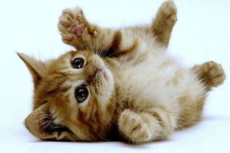 猫咪用尾巴勾你的腿是在表达什么？了解猫咪的肢体语言