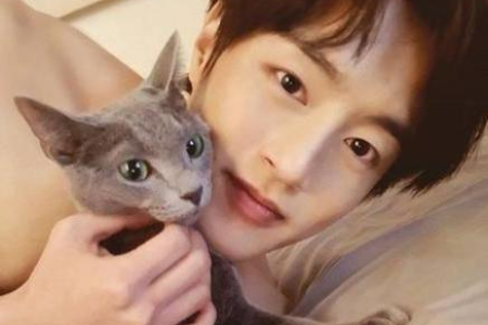 寻找猫咪专用安眠药？宠物医生推荐的助眠方案