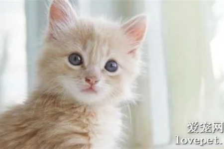 猫咪杯状体病毒会传染给人吗？真相来了！