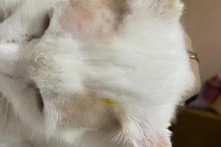 猫咪猫癣变黄是严重了吗？需要治疗吗？