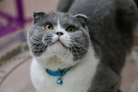 帮助小猫发腮的饮食秘诀，让你的猫咪颜值提升