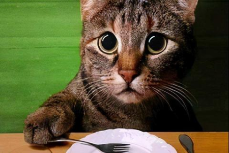 开封的猫粮夏天常温能放多久？会不会坏掉？