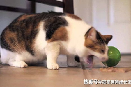 猫呕吐的原因及治疗办法：铲屎官必备的实用指南