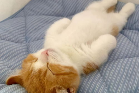 猫肚皮朝上睡觉代表什么？猫睡觉姿势含义大揭秘