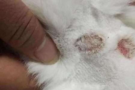 猫藓多久能自愈？不用涂药的判断方法