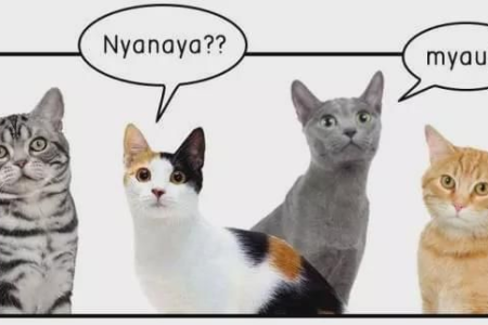 猫咪的秘密语言：它们如何与同类交流互动？