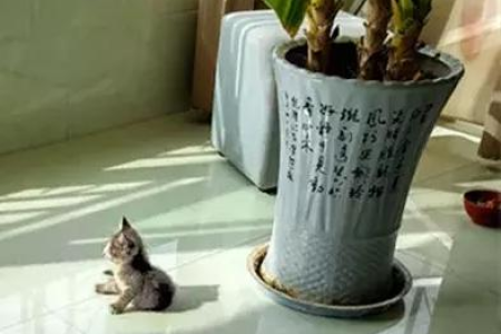 家里猫咪爱爬窗台，是该管管它还是随它去？