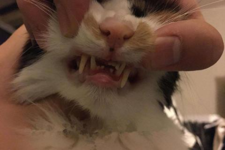 猫咪刷牙多久一次？频率及方法详解
