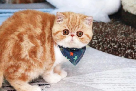 加菲猫怕热？夏季养护技巧，让加菲猫安全度夏