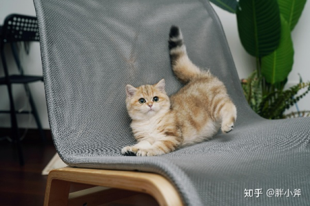 金渐层猫身上奇怪的斑纹是怎么回事？
