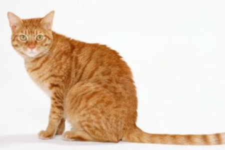 想了解玳瑁猫和三花猫的区别？从毛色分布和基因说起