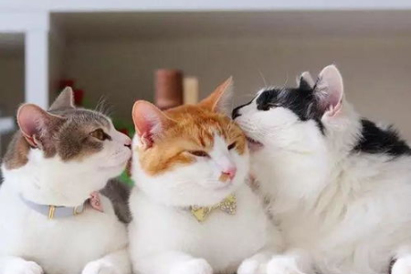 想养猫却分不清公母？母猫和公猫的显著区别