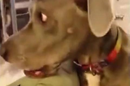 小奶猫一直叫个不停？主人应该这么做