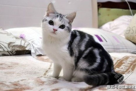 想买美短返祖猫？它到底值不值钱？看完你就懂了