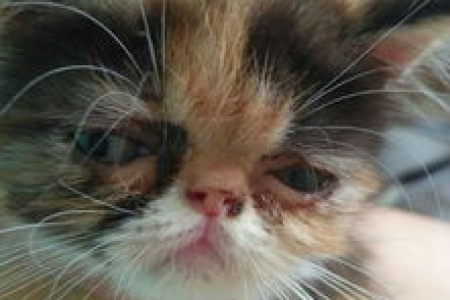 三花加菲猫值钱吗？稀有品种价格深度解析