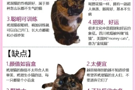 玳瑁猫价格区间有多大？如何挑选一只健康的玳瑁猫？