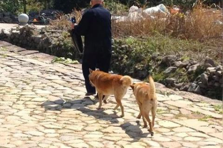 养猫和养狗哪个更省钱？宠物开销详细对比