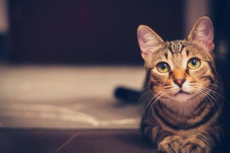 为什么三色公猫这么值钱？罕见基因是关键！