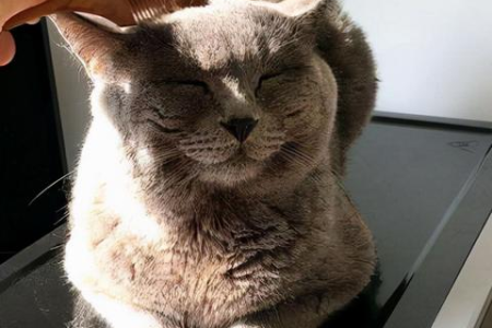 养英短蓝猫，掉毛问题你准备好了吗？
