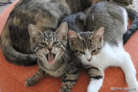 虎斑猫和狸花猫，你真的能分辨出来吗？图文详解区别！