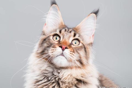 宠物长毛猫品种介绍，教你如何选择适合你的猫咪