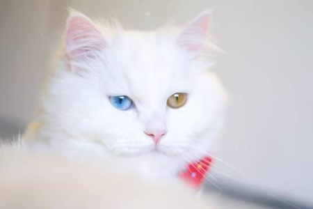 想养波斯猫？先看看这些品种特性和优缺点！