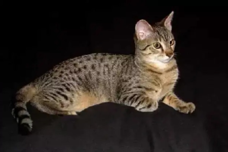猫有多少品种？世界各地猫咪品种大全及图片介绍
