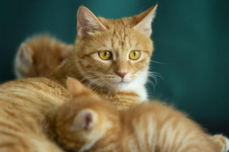 母猫好养吗？全面解析养母猫的优缺点及注意事项