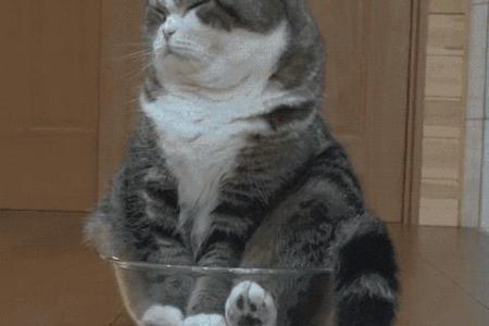 母猫绝育药真的存在吗？手术和药物绝育哪个好？