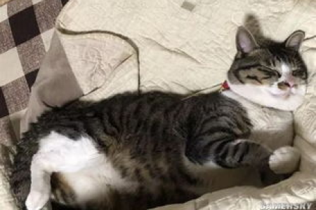 猫凭什么能找回以前的家？揭秘猫咪惊人的寻家能力