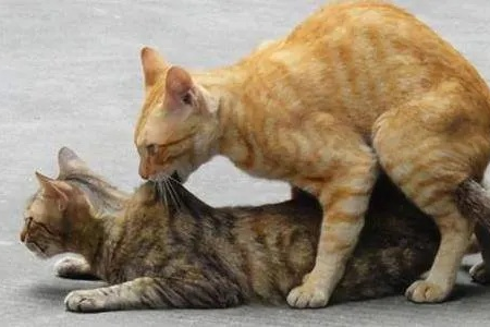 公猫生殖健康指南：了解其生理特性，呵护猫咪健康