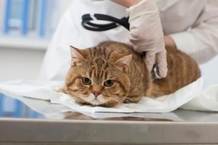 发现这些猫肾病早期症状？赶紧带它去医院