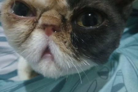 猫咪发出呼呼声的原因是什么？不同呼噜声的含义解读