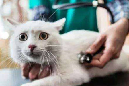 急！猫咪吞下长绳子，几天能排出？兽医建议