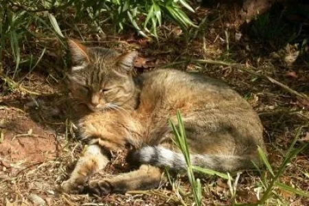 野猫的饮食习惯是什么？如何正确喂养野猫