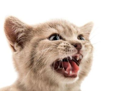 猫咪牙齿的秘密：从牙齿看猫咪年龄和健康