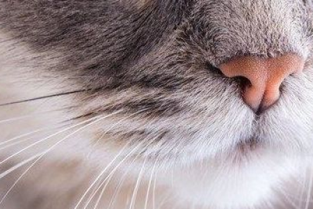 你知道猫咪胡须的作用吗？猫咪胡须的实用功能大揭秘！