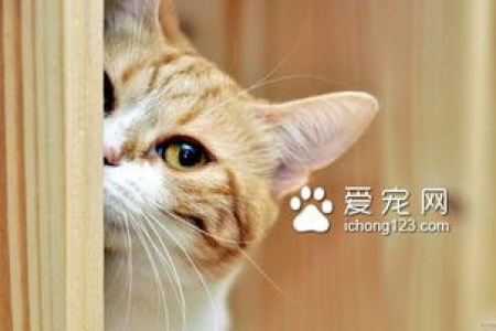 家里猫吃蟑螂怎么办？猫咪吃蟑螂的危害有哪些？