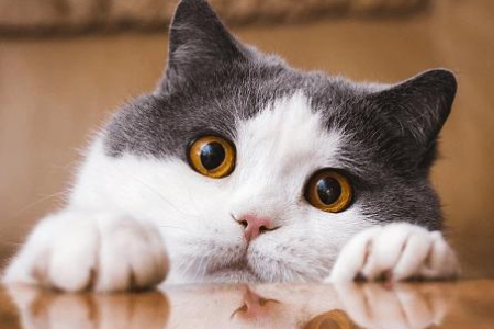 家里猫咪尿不出来？可能是这些原因导致的