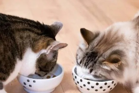 猫咪吃醋的真正原因是什么？科学解读