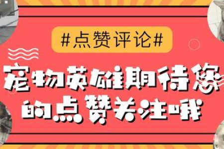 猫咪能寄快递吗？快递与托运的区别详解