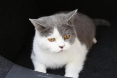 长途旅行带猫咪，后备箱合适吗？专家建议来了