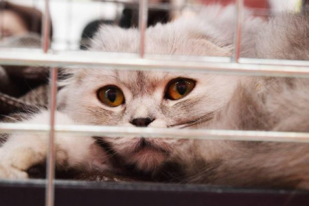 猫咪笼养的正确方法，避免猫咪焦虑和不适