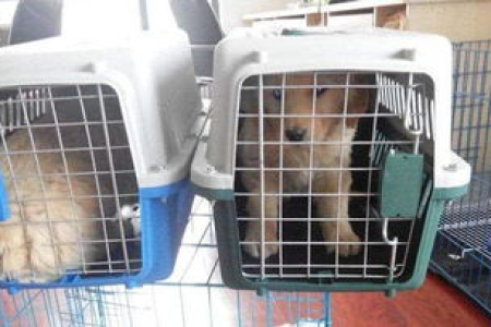 高铁能带猫吗？宠物托运条件和流程指南