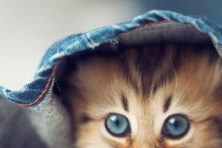 猫咪能不能进酒吧？带猫去酒吧的经验分享