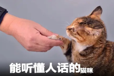 猫咪真的能听懂人话吗？铲屎官必看解读