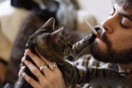 猫可不可以闻电子烟？猫咪闻电子烟的危害有多大？